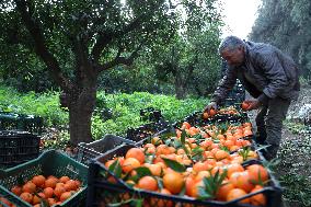 Farmer Harvests Mandarins In Boufarik - Algeria