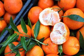 Farmer Harvests Mandarins In Boufarik - Algeria
