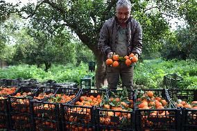 Farmer Harvests Mandarins In Boufarik - Algeria