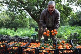 Farmer Harvests Mandarins In Boufarik - Algeria