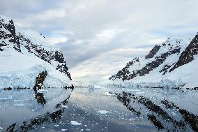 Summer Animals - Antarctica