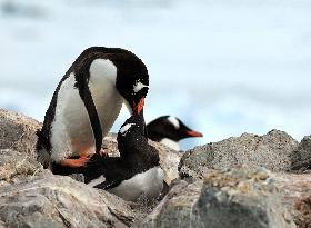 Summer Animals - Antarctica