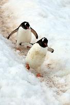 Summer Animals - Antarctica