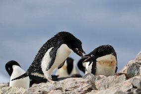 Summer Animals - Antarctica
