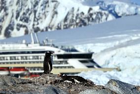 Summer Animals - Antarctica