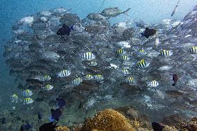 Underwater Sealife in World Famous Anilao Dive Spot - Philippines