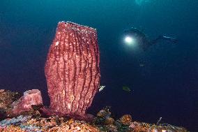 Underwater Sealife in World Famous Anilao Dive Spot - Philippines