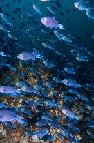 Underwater Sealife in World Famous Anilao Dive Spot - Philippines