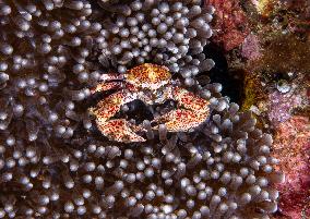 Underwater Sealife in World Famous Anilao Dive Spot - Philippines