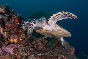 Underwater Sealife in World Famous Anilao Dive Spot - Philippines