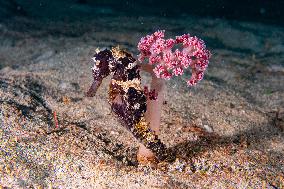 Underwater Sealife in World Famous Anilao Dive Spot - Philippines