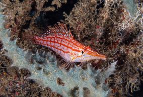 Underwater Sealife in World Famous Anilao Dive Spot - Philippines