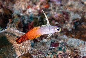 Underwater Sealife in World Famous Anilao Dive Spot - Philippines