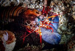Underwater Sealife in World Famous Anilao Dive Spot - Philippines
