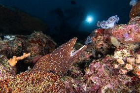 Underwater Sealife in World Famous Anilao Dive Spot - Philippines