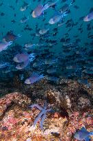 Underwater Sealife in World Famous Anilao Dive Spot - Philippines