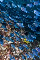 Underwater Sealife in World Famous Anilao Dive Spot - Philippines