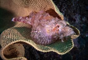 Underwater Sealife in World Famous Anilao Dive Spot - Philippines