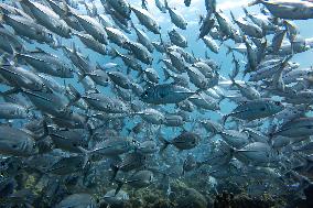 Underwater Sealife in World Famous Anilao Dive Spot - Philippines