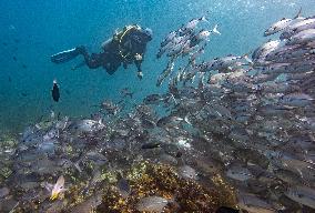 Underwater Sealife in World Famous Anilao Dive Spot - Philippines
