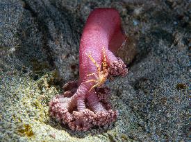 Underwater Sealife in World Famous Anilao Dive Spot - Philippines