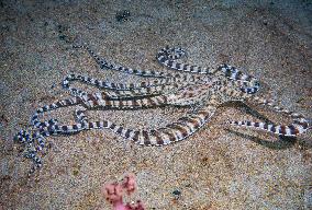 Underwater Sealife in World Famous Anilao Dive Spot - Philippines