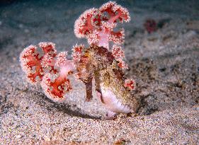 Underwater Sealife in World Famous Anilao Dive Spot - Philippines
