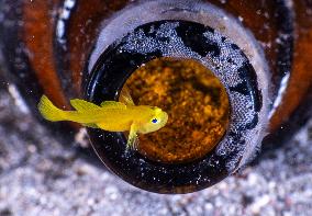 Underwater Sealife in World Famous Anilao Dive Spot - Philippines