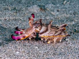 Underwater Sealife in World Famous Anilao Dive Spot - Philippines