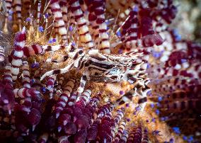 Underwater Sealife in World Famous Anilao Dive Spot - Philippines