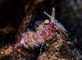 Underwater Sealife in World Famous Anilao Dive Spot - Philippines