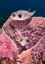 Underwater Sealife in World Famous Anilao Dive Spot - Philippines