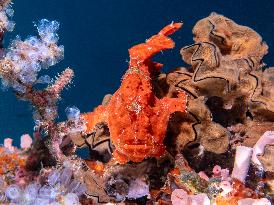 Underwater Sealife in World Famous Anilao Dive Spot - Philippines