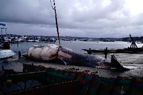 Whale Carcass Removed From Port In Oza - Spain