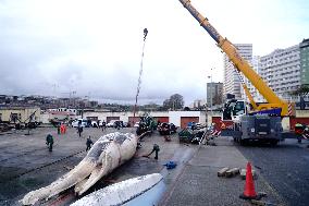 Whale Carcass Removed From Port In Oza - Spain