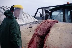 Whale Carcass Removed From Port In Oza - Spain