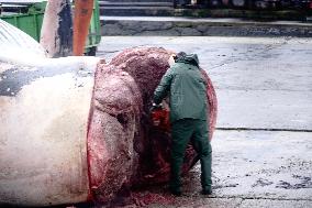 Whale Carcass Removed From Port In Oza - Spain