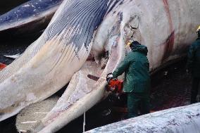 Whale Carcass Removed From Port In Oza - Spain