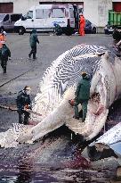 Whale Carcass Removed From Port In Oza - Spain