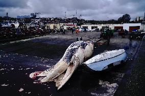 Whale Carcass Removed From Port In Oza - Spain