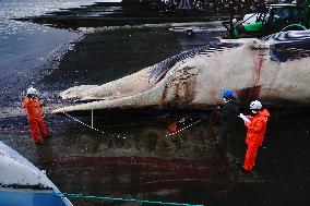 Whale Carcass Removed From Port In Oza - Spain