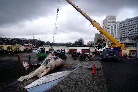 Whale Carcass Removed From Port In Oza - Spain