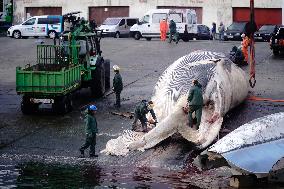 Whale Carcass Removed From Port In Oza - Spain