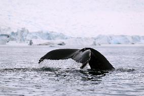 Illustration Antarctica Views