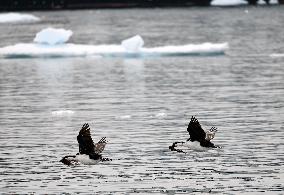 Illustration Antarctica Views