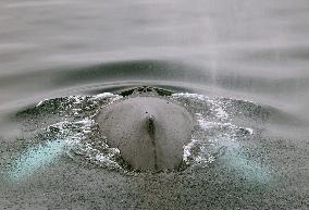 Illustration Antarctica Views