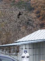 Bear sighting in Iwate Pref.