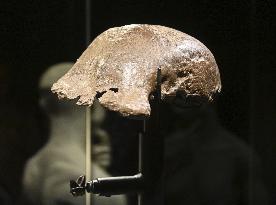 Java Man bones returned to Indonesia