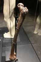 Java Man bones returned to Indonesia