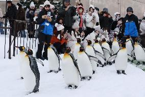 Parade of penguins at Hokkaido zoo